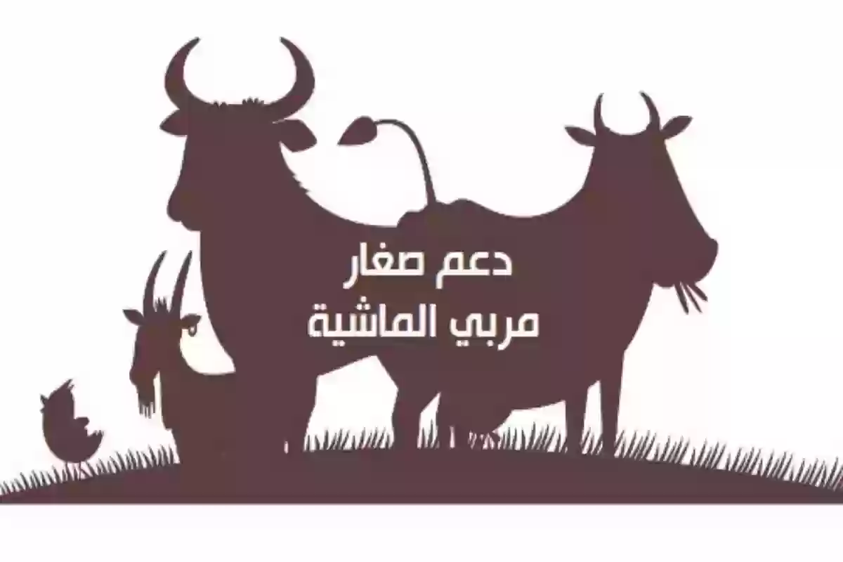 شروط التسجيل في دعم المواشي في السعودية 1446 وخطوات التقديم